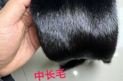 4千多买的貂是真的吗，四千块钱的貂是真的吗