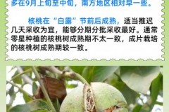 核桃是什么季节成熟的_五种人不宜吃核桃