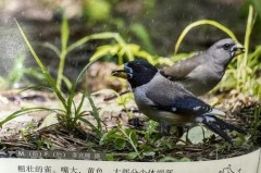 我喜欢志鸟这个别名,因为什么_我喜欢鸟的原因50字