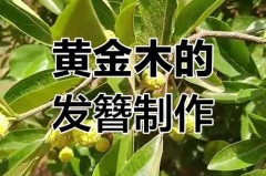 黄金木手串值钱吗，黄金木手串包浆图片