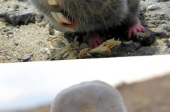 老鼠闻到樟脑丸气味会躲么，老鼠会讨厌樟脑丸吗