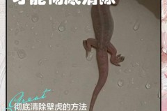 灭壁虎最有效的方法，灭壁虎最有效的方法是什么