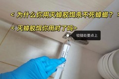 蟑螂胶饵点在哪里_蟑螂胶饵用在哪里