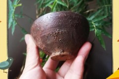 杯子有裂纹影响使用吗，杯子有裂纹影响使用吗为什么