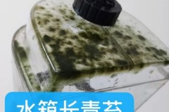 挂烫机长青苔可以用除苔剂吗_去挂烫机水壶里的苔藓