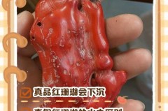 红珊瑚真品放在水里会怎样，戴红珊瑚的玄学？