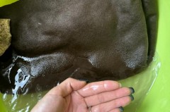 鹿皮绒面的衣服可以水洗吗，鹿皮绒的衣服能染色吗？