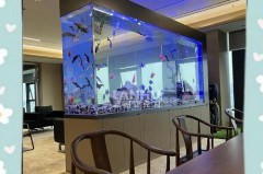 亚克力鱼缸太易脏了怎么清理，亚克力鱼缸太易脏了怎么清理视频