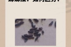 厨具有老鼠屎还能用吗_厨房老鼠屎味怎么去除