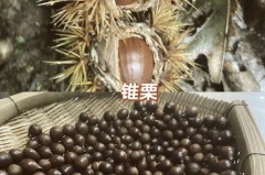 锥栗为什么比板栗贵，锥栗好还是板栗好