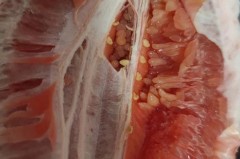 柚子里面硬硬的果实是什么原因哦，柚子里边颗粒很硬吃了会中毒吗