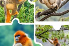 金丝猴为什么比别的猴子温顺，为什么金丝猴很温顺？