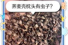 荞麦枕头生虫怎么清除，荞麦枕生虫怎么办？