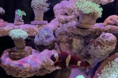 哪个牌子的水草灯好又便宜_什么品牌水草灯好