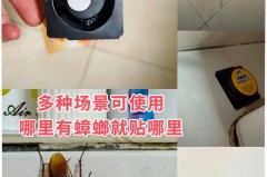 杀蟑胶饵多长时间清理_杀蟑胶饵多久可以灭绝蟑螂