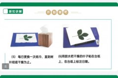 怎么做标本，树叶怎么做标本？