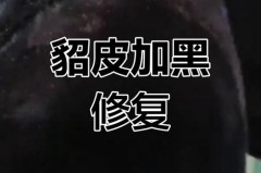 貂皮沾灰尘怎么办_貂皮大衣沾灰怎么办