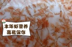 丰年虾是什么东西_丰年虾是什么意思