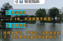 河里的水藻是怎么形成的，河里的水藻是怎么形成的呢