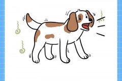 防止狗叫的嘴套有用吗，让狗变哑巴最简单三个方法？