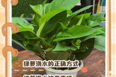 淘米水可以浇绿萝吗，淘米水可以浇绿萝吗有毒吗