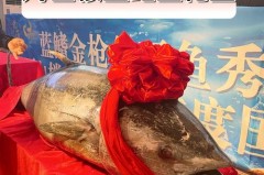 蓝鳍金枪鱼为什么贵，为什么蓝鳍金枪鱼越大越贵