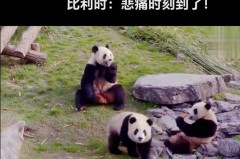 熊猫为什么各国都争抢_熊猫为什么在世界上那么受欢迎