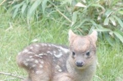 世界上最小的鹿是什么鹿，世界上最小的鹿排名榜，世界上最小的鹿科动物？