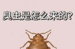 蚊香是黑灰好还是白灰好_蚊香灰是黑色的怎么回事