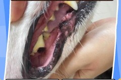 狗狗漱口水怎么用，狗狗漱口水怎么用视频