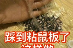 老鼠板粘在手上怎么弄，老鼠板粘到老鼠后怎么处理？