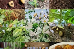 土豆是什么季节成熟_土豆是什么季节的产物