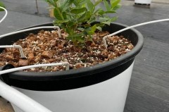 蓝莓放水浮起来的好还是沉下去的好，蓝莓在水里是沉还是浮