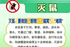 凉席被老鼠咬了还能用吗_睡的凉席被东西咬,又找不到虫子