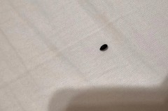 床上小黑虫是什么虫子_小黑虫子图片大全