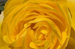 黑胶带可以代替嫁接带吗，黑胶带能防水吗？