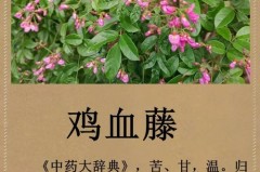 鸡血藤的食用方法_鸡血藤的食用方法大全