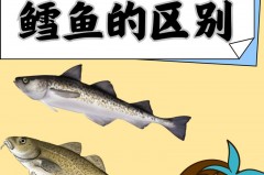 明太鱼是什么鱼，明太鱼是什么鱼是海鱼吗
