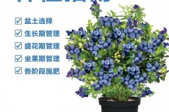 蓝莓放水浮起来的好还是沉下去的好_蓝莓遇水会坏吗