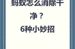 厨房窗台有蚂蚁怎么办，厨房窗台有很多小飞虫怎么回事