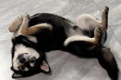 静脉曲张袜子越贵越好吗，静脉曲张袜子的危害