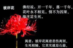 曼珠沙华的寓意是什么，彼岸花是吉还是凶？