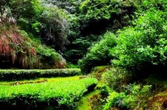 燕子窠为什么火了，燕子窠是什么意思