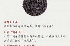 为什么叫鸭屎香?，鸭屎香的由来？