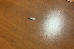 衣柜常见的虫子叫什么，衣柜常见的虫子叫什么名字