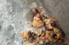 挡鼠板一般在哪里能买到，哪里有挡鼠板？