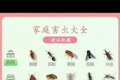 厨房有虫子是什么原因_厨房有虫子是什么原因呢