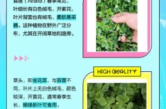 苜蓿菜是什么菜?_苜蓿菜学名