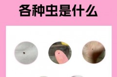 床上有虫子是什么原因，床上有虫子怎么办