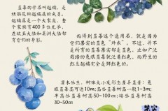 超市的盒装蓝莓可以直接吃吗，超市里蓝莓一盒多少钱